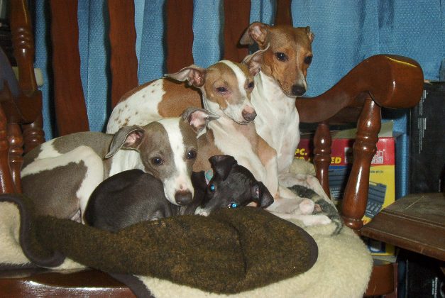 Just greyhounds 2024 pups sale